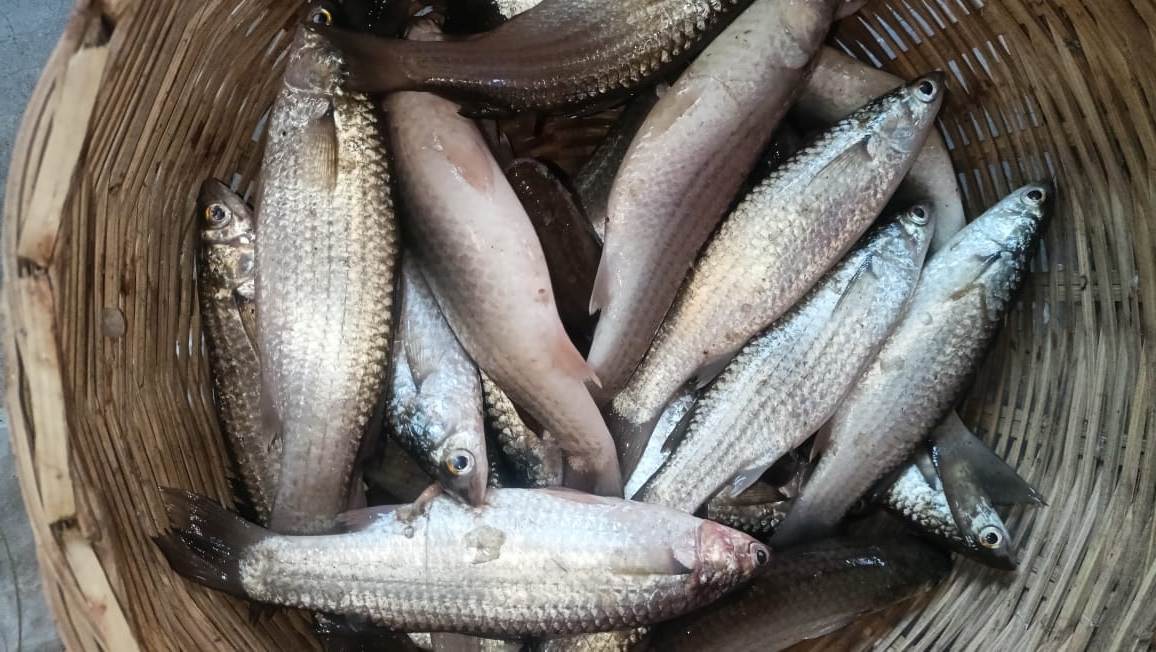 Parshe-Fish
