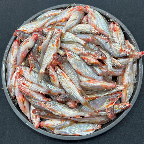 RIverFish_8d66e8b9-ac9a-404d-90ab-c9e44351e11c