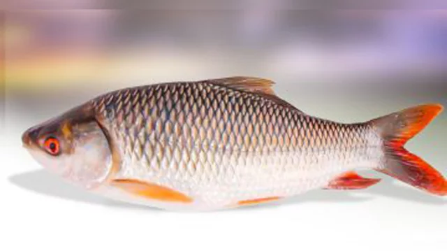 Rui-Fish-b5c44357532eb50b63da3eaf9798512c
